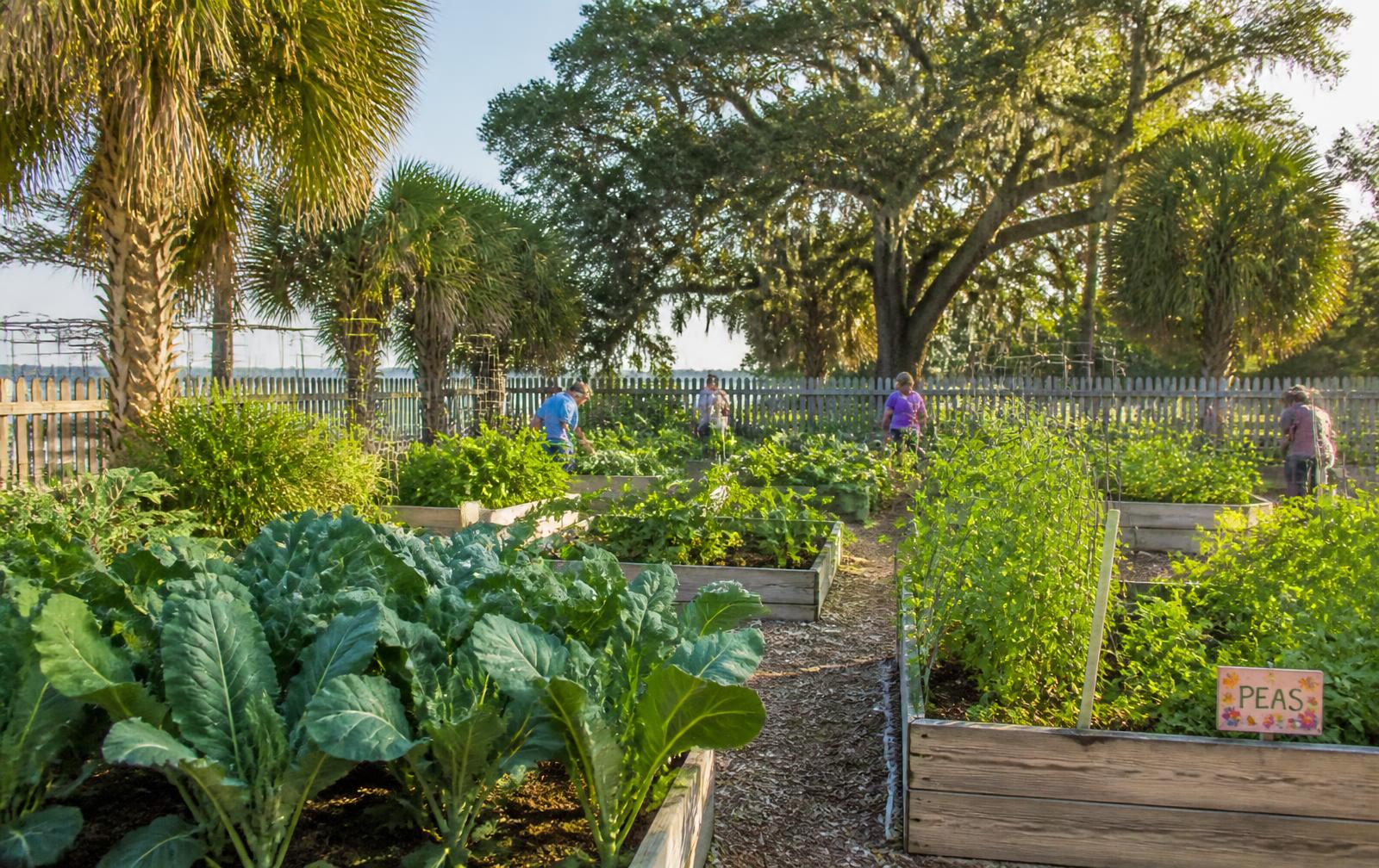 Raised vegetable beds full of collards and peas in a sunny north Florida community garden
